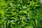 ZELENI ZID 3D TARA 3 100X100 CM - Slika 2